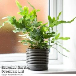 Nurseryman's Choice Indoor Fern Mix -EcoFlora Sales Shop PHLE BLUESTAR T447591