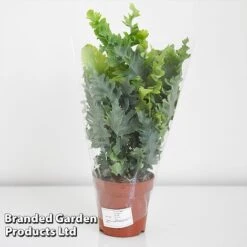 Phlebodium Aureum 'Davana' 7 Phlebodium Aureum 'Davana' -EcoFlora Sales Shop PHLE DAVAN12CM T42913