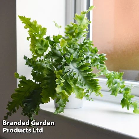 Phlebodium Aureum 'Davana' 3 Phlebodium Aureum 'Davana'