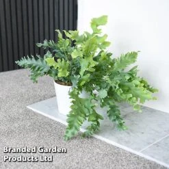 Phlebodium Aureum 'Davana' 8 Phlebodium Aureum 'Davana' -EcoFlora Sales Shop PHLE DAVANA T42916