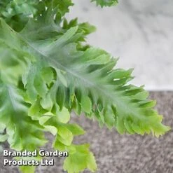 Phlebodium Aureum 'Davana' 9 Phlebodium Aureum 'Davana' -EcoFlora Sales Shop PHLE DAVANA T42918