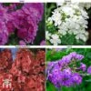 Phlox Paniculata 'Fragrant Collection'