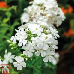 Phlox Paniculata 'Fragrant Collection' -EcoFlora Sales Shop PHLO 11935 C