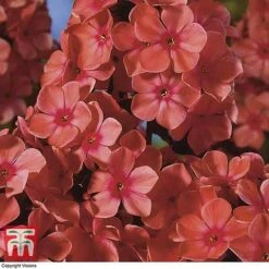 Phlox Paniculata 'Fragrant Collection' -EcoFlora Sales Shop PHLO 11935 D