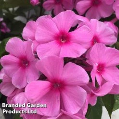 Phlox Paniculata 'Famous Pink Dark Eye'