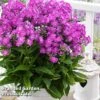 Phlox Paniculata 'Famous Purple'