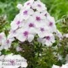 Phlox Paniculata 'Famous White Eye' -EcoFlora Sales Shop PHLO FAMWHITEE S35415