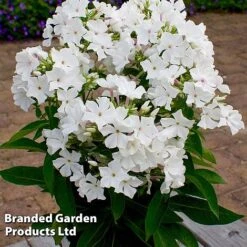 Phlox Paniculata 'Famous White Eye' -EcoFlora Sales Shop PHLO FAMWHITE S35417