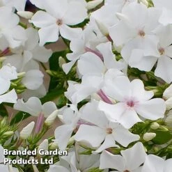 Phlox Paniculata 'Famous White Eye' -EcoFlora Sales Shop PHLO FAMWHITE S35418