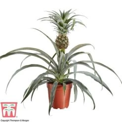 Pineapple Plant -EcoFlora Sales Shop PINE KB1973 AA