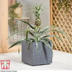 Pineapple Plant -EcoFlora Sales Shop PINE KB1973 AD