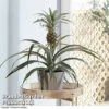 Pineapple Plant -EcoFlora Sales Shop PINE PINEAPPLE KB1980 B