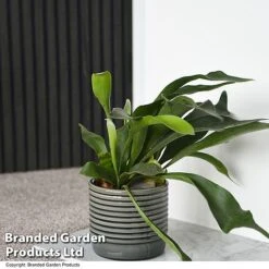 Nurseryman's Choice Indoor Fern Mix -EcoFlora Sales Shop PLAT BIFURCATU T44750