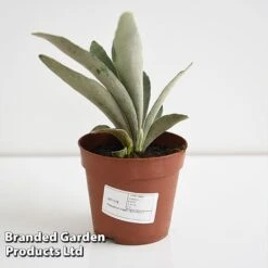 Platycerium Veitchii 'Braam' -EcoFlora Sales Shop PLAT BRAAM12CM T44576