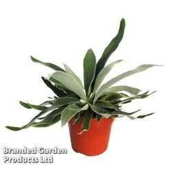 Platycerium Veitchii 'Braam' -EcoFlora Sales Shop PLAT BRAAM12CM WKF11781