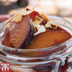 Plum 'Opal' -EcoFlora Sales Shop PLUM CWW3369 F