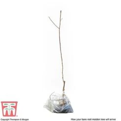 Plum 'Opal' -EcoFlora Sales Shop PLUM CWW3369 S