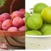 Plum 'Victoria' & 'Greengage' Collection 2 Plum 'Victoria' & 'Greengage' Collection -EcoFlora Sales Shop PLUM DWW3690 A