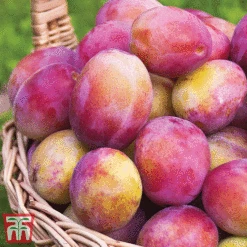 Favourite Fruit Tree Collection -EcoFlora Sales Shop PLUM KA7999 C