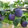 Plum 'Black Amber' (Mini Fruit Tree) -EcoFlora Sales Shop PLUM T10632 A