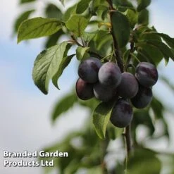 Plum 'Black Amber' (Mini Fruit Tree) -EcoFlora Sales Shop PLUM T10632 C