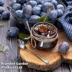 Plum 'Black Amber' (Mini Fruit Tree) -EcoFlora Sales Shop PLUM T10632 D