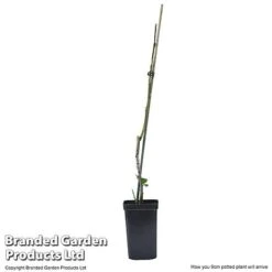 Plum 'Black Amber' (Mini Fruit Tree) -EcoFlora Sales Shop PLUM T10632 E