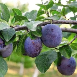 Plum 'Black Amber' (Mini Fruit Tree) -EcoFlora Sales Shop PLUM T10632 NOW1
