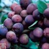 Plum 'Czar' 1 Plum 'Czar' -EcoFlora Sales Shop PLUM TKA0850 A