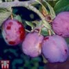 Plum 'Guinevere' -EcoFlora Sales Shop PLUM TKA1953 A