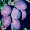 Plum 'Rivers's Early Prolific' -EcoFlora Sales Shop PLUM TKA1959 A