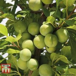 Plum Duo Patio Fruit Trees -EcoFlora Sales Shop PLUM WKB1986TM B