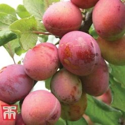 Plum Duo Patio Fruit Trees -EcoFlora Sales Shop PLUM WKB1986TM C