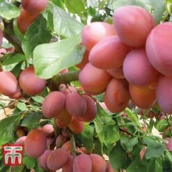Plum Duo Patio Fruit Trees -EcoFlora Sales Shop PLUM WKB1986TM D