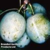 Gage 'Dennistons Superb' -EcoFlora Sales Shop PLUM DENNISTON KB2552