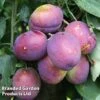 Plum 'Jubilee'