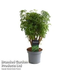 Polyscias Fruticosa 'Ming' -EcoFlora Sales Shop POLY MING12CM T49493