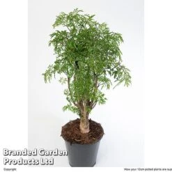 Polyscias Fruticosa 'Ming' -EcoFlora Sales Shop POLY MING12CM W48357