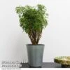 Polyscias Fruticosa 'Ming' -EcoFlora Sales Shop POLY MING T49494