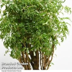 Polyscias Fruticosa 'Ming' -EcoFlora Sales Shop POLY MING T49497