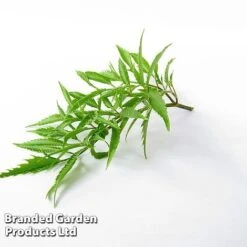 Polyscias Fruticosa 'Ming' -EcoFlora Sales Shop POLY MING W48358