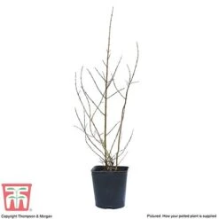 Pomegranate 'Provence' -EcoFlora Sales Shop POME T14152 C