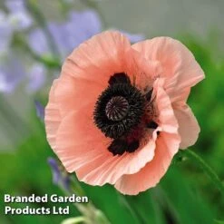 Poppy Oriental Collection -EcoFlora Sales Shop POPP MH 83483 E