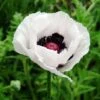 Poppy 'Royal Wedding' -EcoFlora Sales Shop POPP T58282 A h