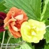 Potentilla Atrosanguinea 'Fireball' -EcoFlora Sales Shop POTE FIREBALLM1