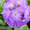 Primula Denticulata 'Lilac' 1 Primula Denticulata 'Lilac' -EcoFlora Sales Shop PRIM LILAC1