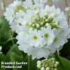 Primula Denticulata 'White' -EcoFlora Sales Shop PRIM WHITE1