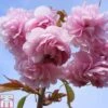 Prunus 'Kiku-shidare-zakura' -EcoFlora Sales Shop PRUN TKA0861 A