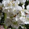 Prunus 'Snow Showers' 2 Prunus 'Snow Showers' -EcoFlora Sales Shop PRUN TKA0863 A