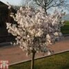 Prunus 'The Bride' -EcoFlora Sales Shop PRUN TKA1805 A